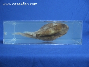 Foto Galerie/Perciformes/Cottoidei/Cyclopterus lumpus/Cyclopterus lumpus_07_S.jpg